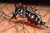 Dengue - Como eu me curei dela!